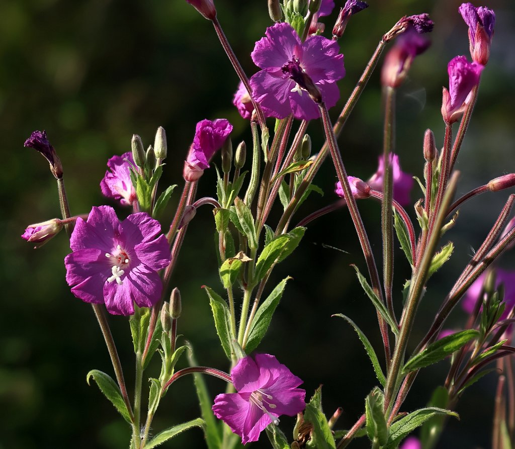 Epilobium hirsutum (Great Willowherb)