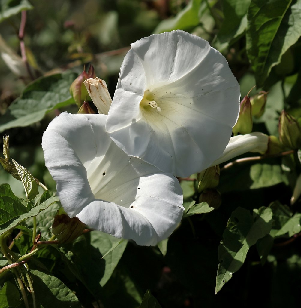 Calystegia silvatica (Large Bindweed)