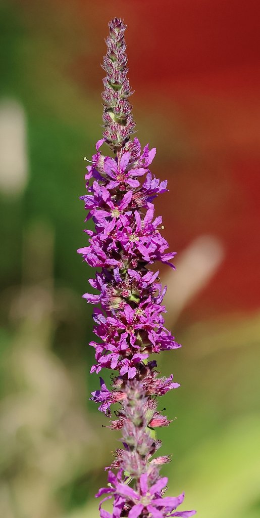 Lythrum salicaria (Purple Loosestrife)