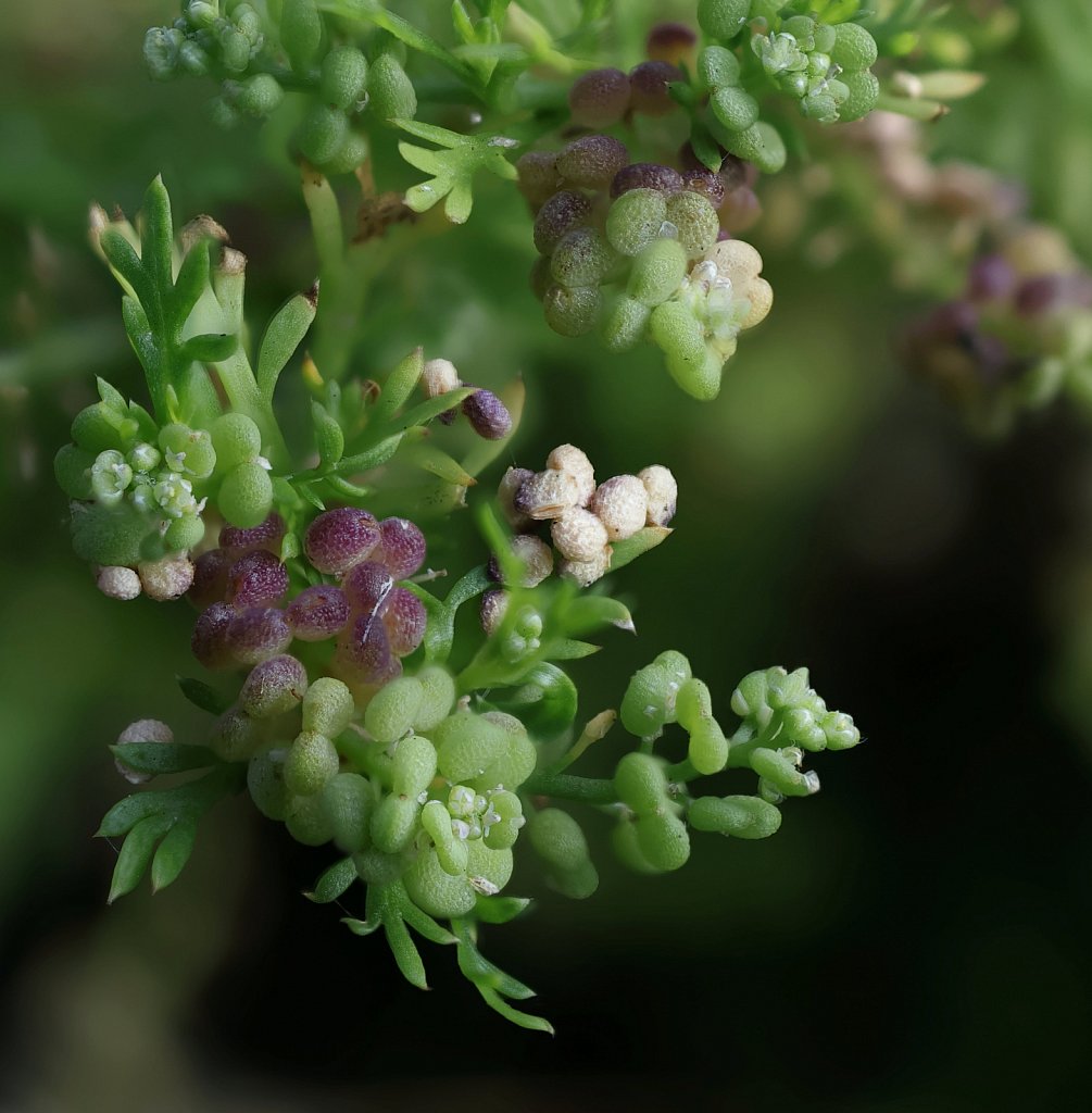 Lepidium didymum (Lesser Swine-cress)